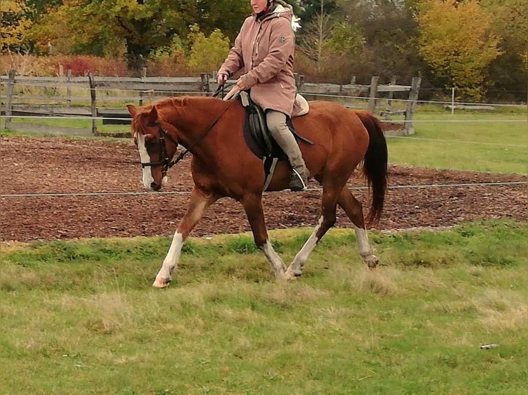 German Riding Pony Mix Gelding 9 years 13,2 hh Chestnut-Red in Finsterwalde