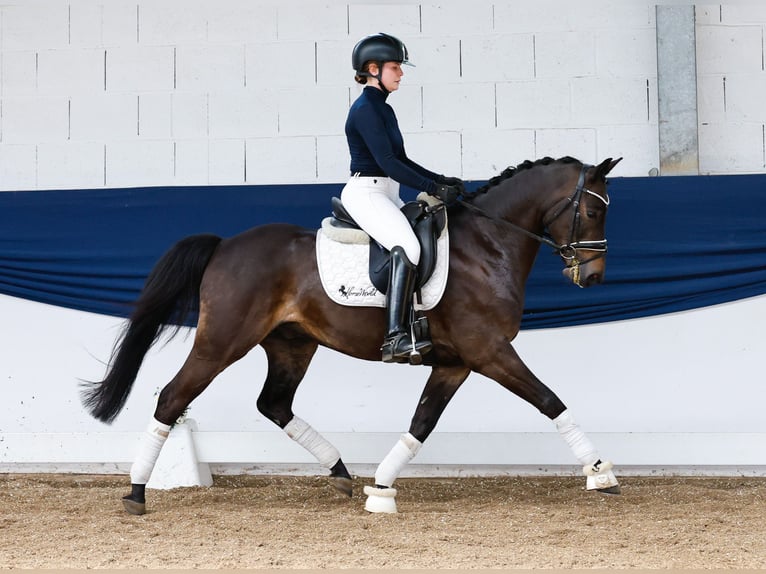 German Riding Pony Gelding 9 years 13,3 hh Bay-Dark in Marsberg