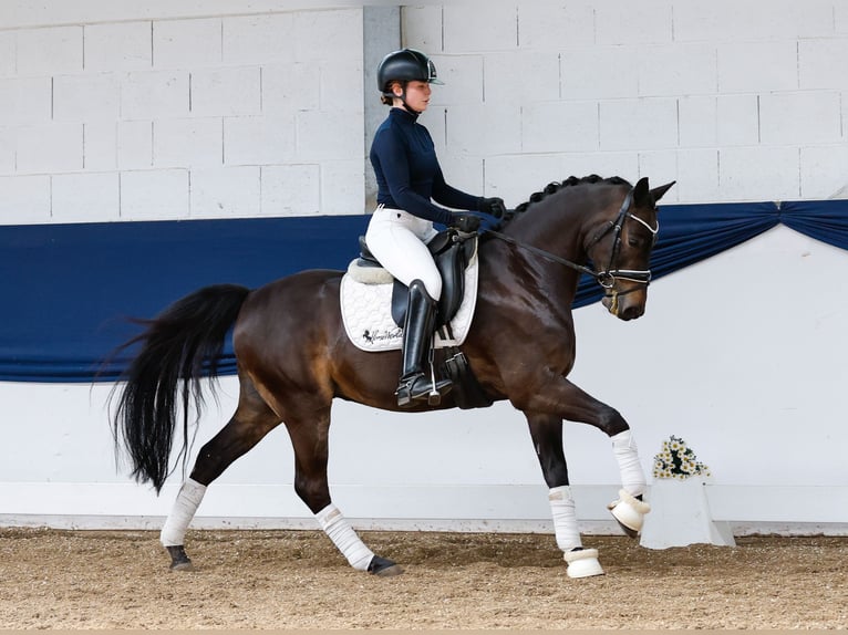 German Riding Pony Gelding 9 years 13,3 hh Bay-Dark in Marsberg