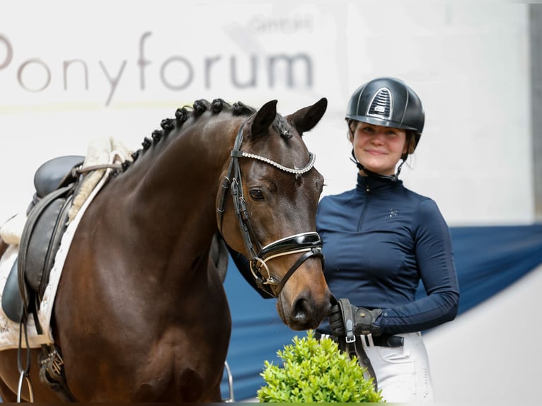 German Riding Pony Gelding 9 years 13,3 hh Bay-Dark in Marsberg