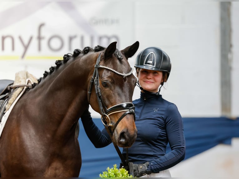 German Riding Pony Gelding 9 years 13,3 hh Bay-Dark in Marsberg