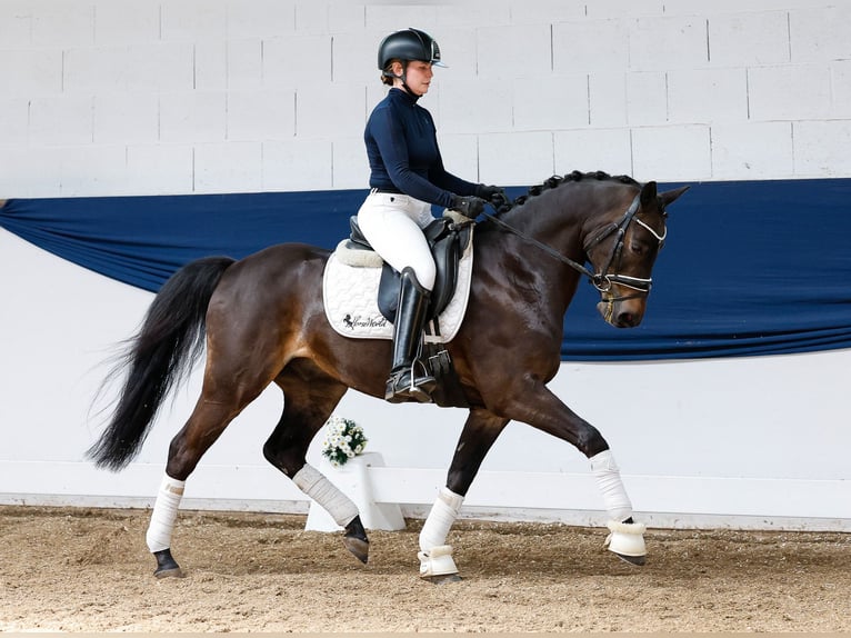 German Riding Pony Gelding 9 years 13,3 hh Bay-Dark in Marsberg