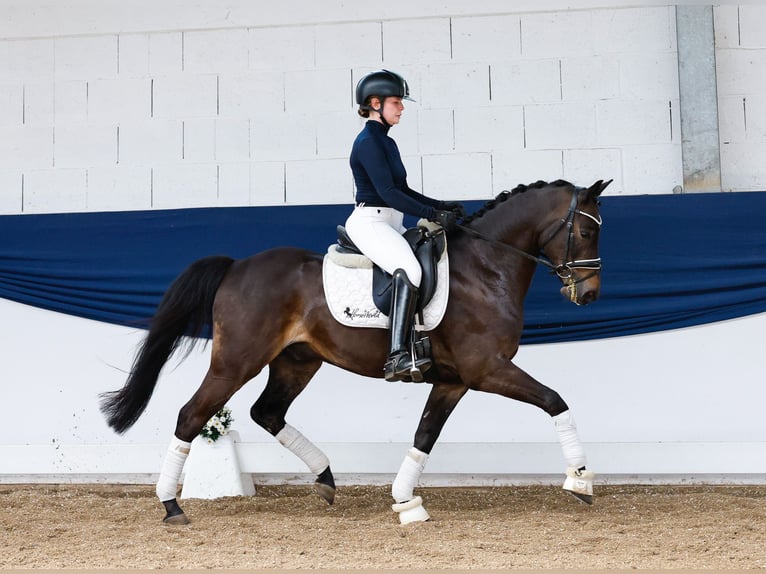 German Riding Pony Gelding 9 years 13,3 hh Bay-Dark in Marsberg