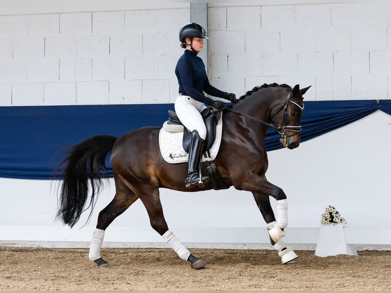 German Riding Pony Gelding 9 years 13,3 hh Bay-Dark in Marsberg