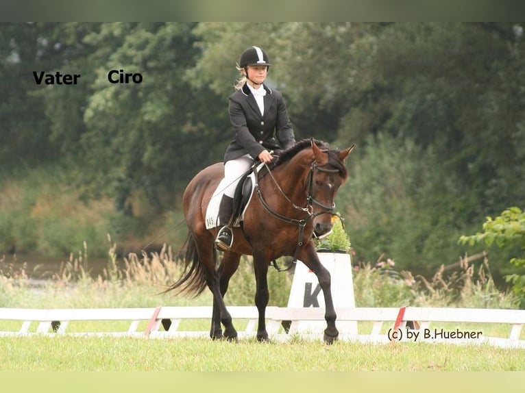 German Riding Pony Mix Gelding 9 years 13,3 hh Brown in Colditz