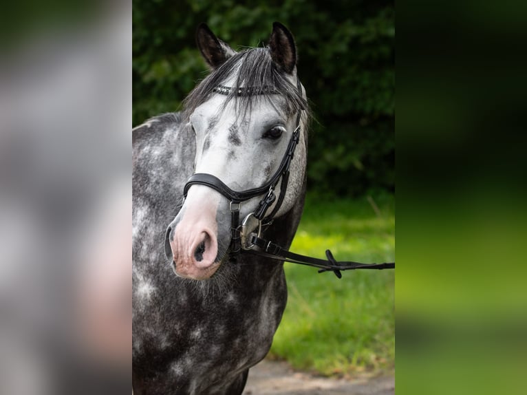 German Riding Pony Gelding 9 years 13,3 hh Grey-Dapple in Villingen-Schwenningen