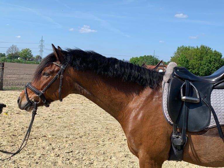 German Riding Pony Gelding 9 years 14.1 hh Brown in Oelde