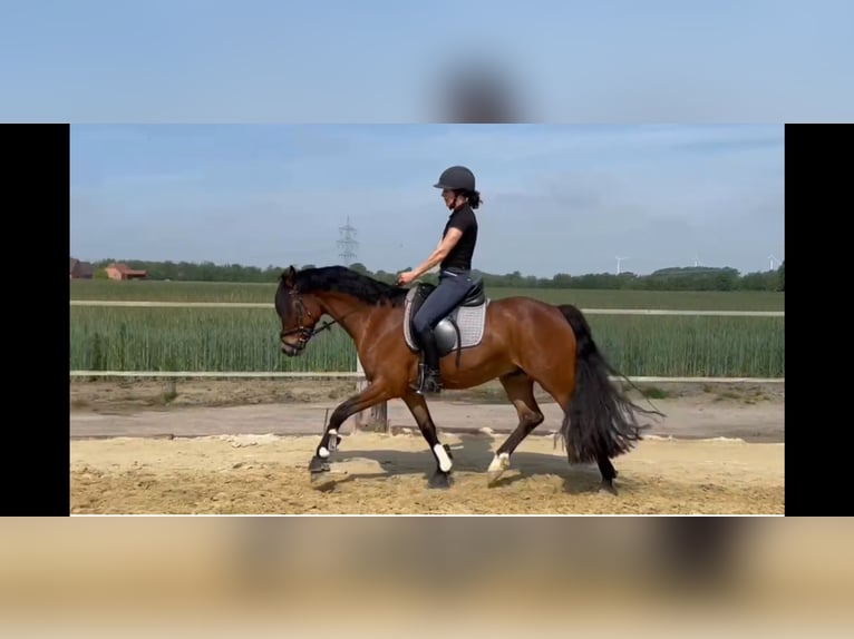 German Riding Pony Gelding 9 years 14.1 hh Brown in Oelde