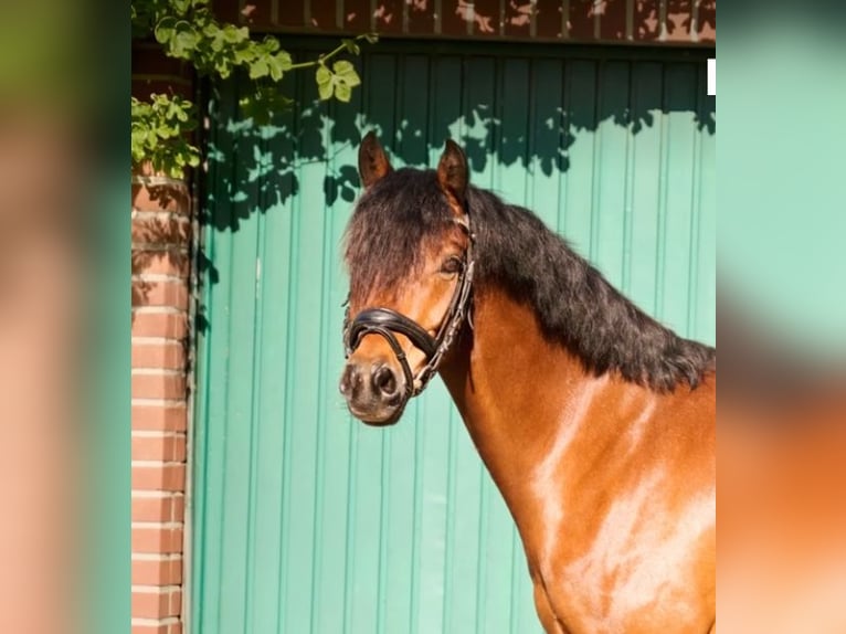 German Riding Pony Gelding 9 years 14.1 hh Brown in Oelde