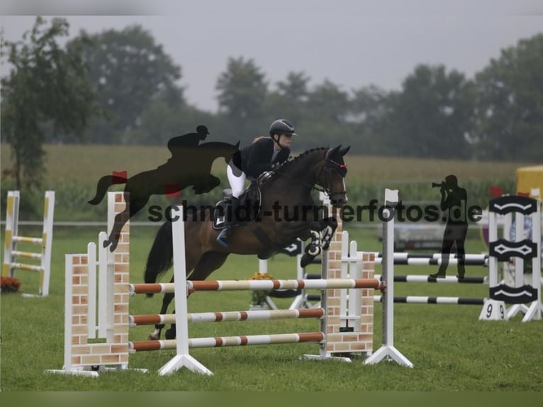 German Riding Pony Gelding 9 years 14.1 hh Brown in Brietlingen