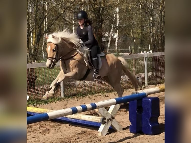 German Riding Pony Gelding 9 years 14,1 hh Brown in Mainbernheim