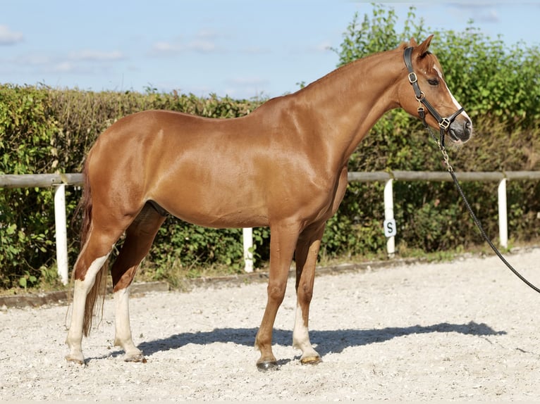 German Riding Pony Gelding 9 years 14,1 hh Chestnut-Red in Neustadt (Wied)