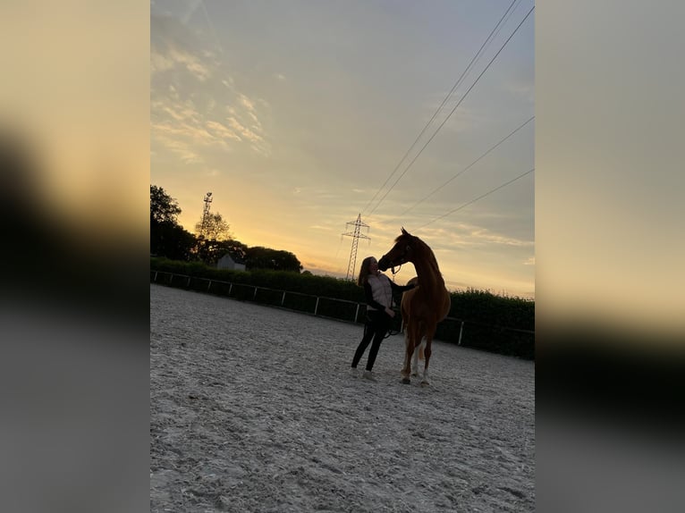 German Riding Pony Gelding 9 years 14,1 hh Chestnut-Red in Neustadt (Wied)