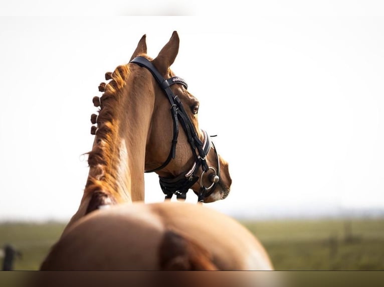 German Riding Pony Gelding 9 years 14,1 hh Chestnut-Red in Neustadt (Wied)