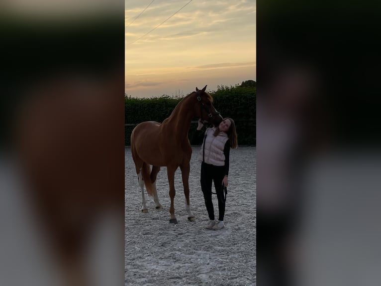 German Riding Pony Gelding 9 years 14,1 hh Chestnut-Red in Neustadt (Wied)