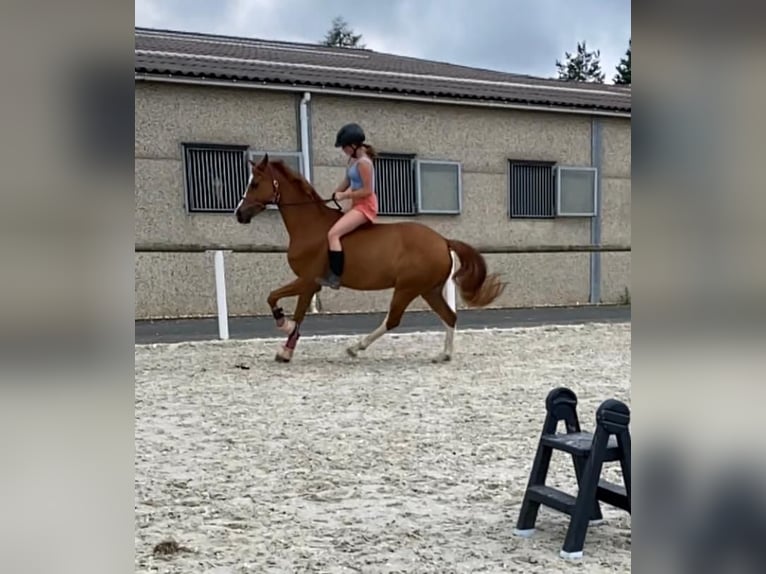 German Riding Pony Gelding 9 years 14,1 hh Chestnut-Red in Neustadt (Wied)