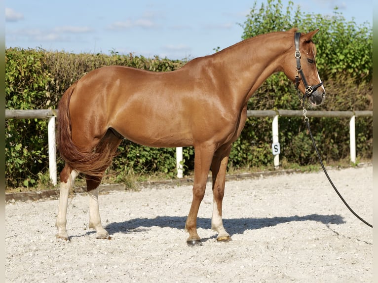 German Riding Pony Gelding 9 years 14,1 hh Chestnut-Red in Neustadt (Wied)