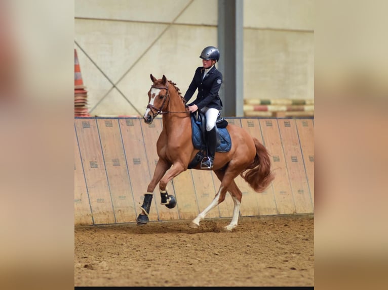 German Riding Pony Gelding 9 years 14,1 hh Chestnut-Red in Neustadt (Wied)