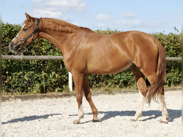 German Riding Pony Gelding 9 years 14,1 hh Chestnut-Red in Neustadt (Wied)