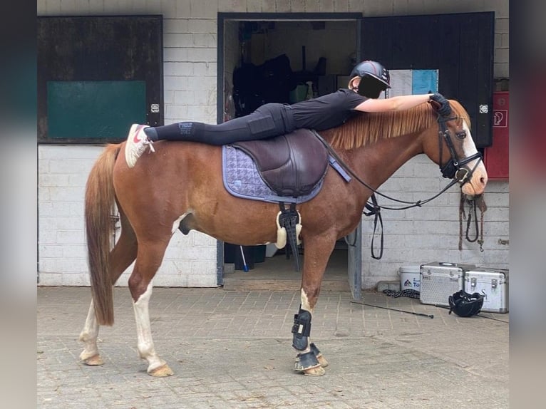 German Riding Pony Gelding 9 years 14,1 hh Chestnut-Red in Wermelskirchen