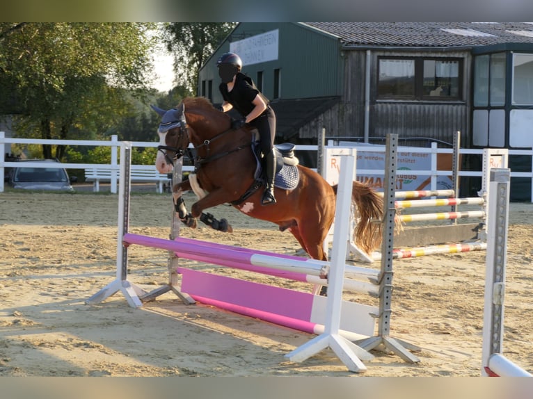 German Riding Pony Gelding 9 years 14,1 hh Chestnut-Red in Wermelskirchen