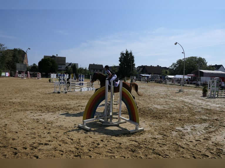 German Riding Pony Gelding 9 years 14,1 hh Chestnut-Red in Wermelskirchen