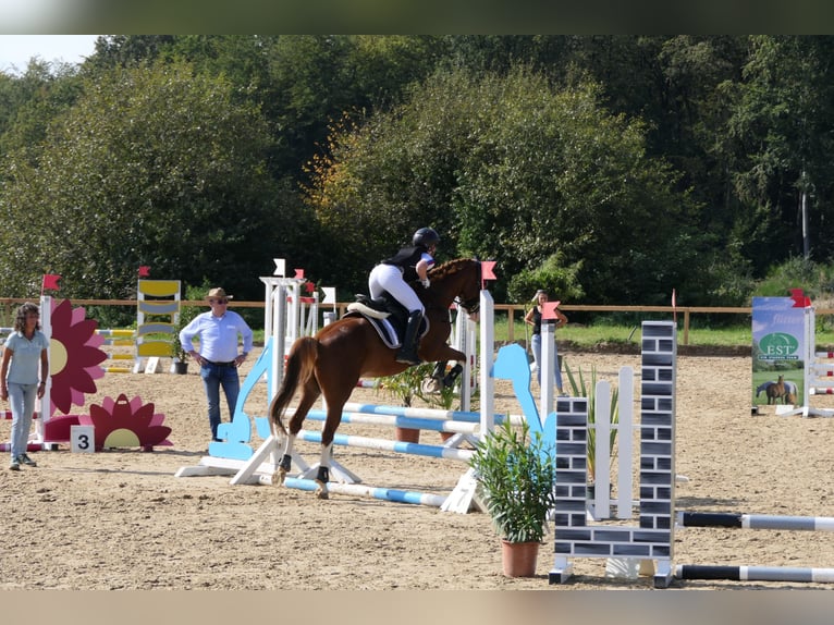 German Riding Pony Gelding 9 years 14,1 hh Chestnut-Red in Wermelskirchen