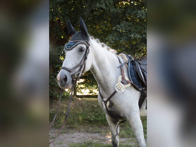 German Riding Pony Gelding 9 years 14,1 hh Gray-Dark-Tan in Suderburg