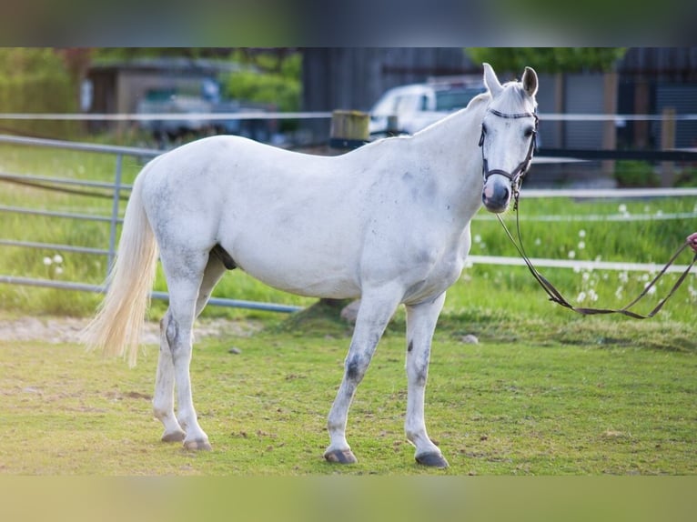 German Riding Pony Gelding 9 years 14,1 hh Gray-Dark-Tan in Suderburg