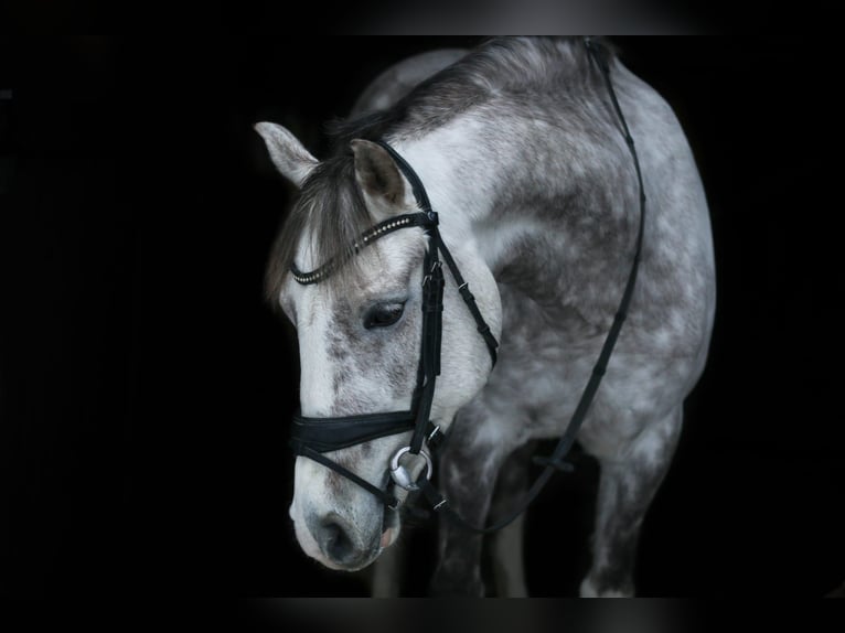 German Riding Pony Gelding 9 years 14,1 hh Gray in Dasing