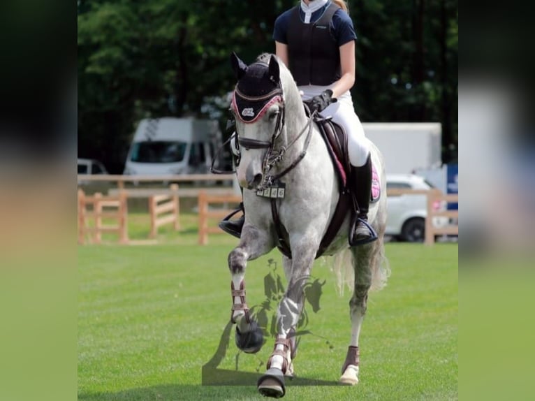 German Riding Pony Gelding 9 years 14,1 hh Gray in Dasing