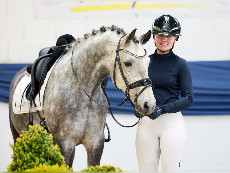 German Riding Pony Gelding 9 years 14.1 hh Grey-Red-Tan in Marsberg