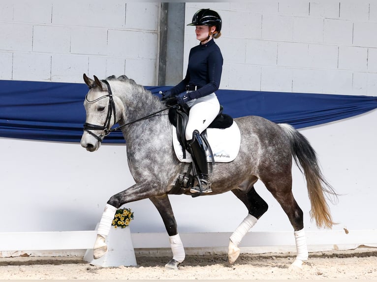 German Riding Pony Gelding 9 years 14.1 hh Grey-Red-Tan in Marsberg