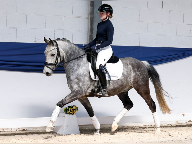 German Riding Pony Gelding 9 years 14.1 hh Grey-Red-Tan in Marsberg