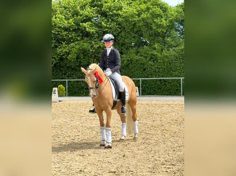 German Riding Pony Gelding 9 years 14,1 hh Palomino in Langenenslingen