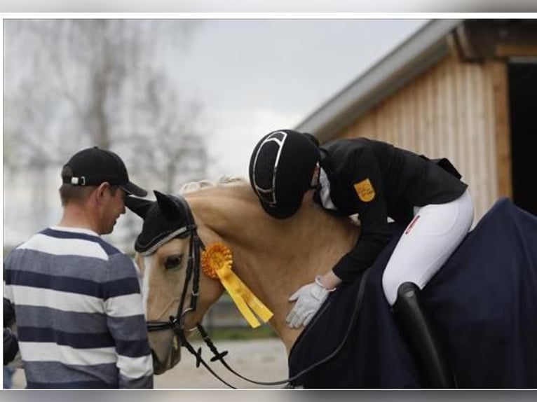 German Riding Pony Gelding 9 years 14,1 hh Palomino in Langenenslingen