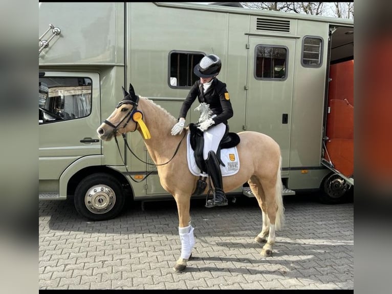 German Riding Pony Gelding 9 years 14,1 hh Palomino in Langenenslingen