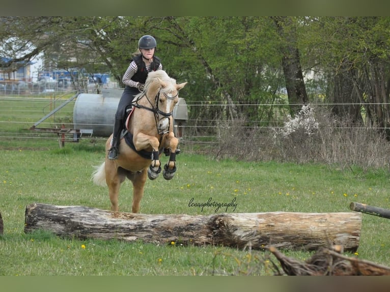 German Riding Pony Gelding 9 years 14,1 hh Palomino in Langenenslingen