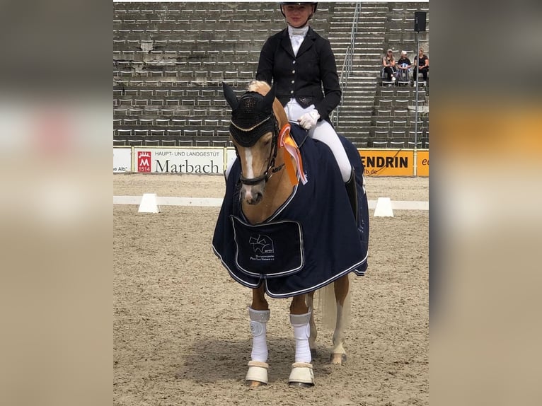 German Riding Pony Gelding 9 years 14,1 hh Palomino in Langenenslingen