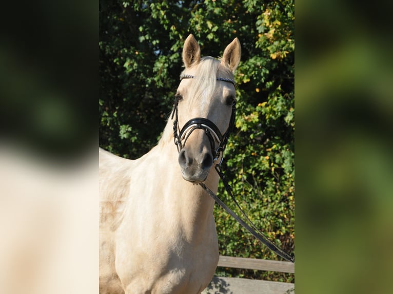 German Riding Pony Gelding 9 years 14.1 hh Palomino in Ottersberg