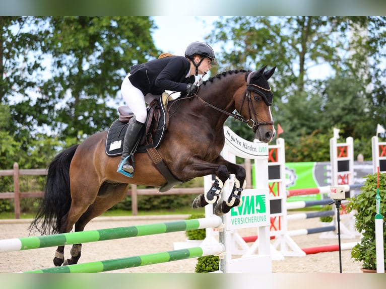German Riding Pony Gelding 9 years 14.1 hh  in Brietlingen