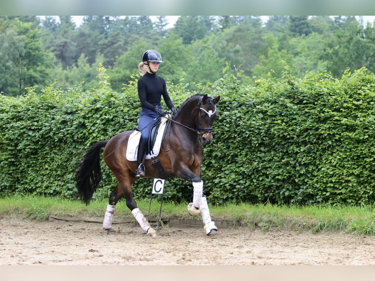 German Riding Pony Gelding 9 years 14.2 hh Brown in Hörstel