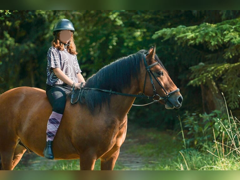 German Riding Pony Mix Gelding 9 years 14,2 hh Brown in Eppendorf