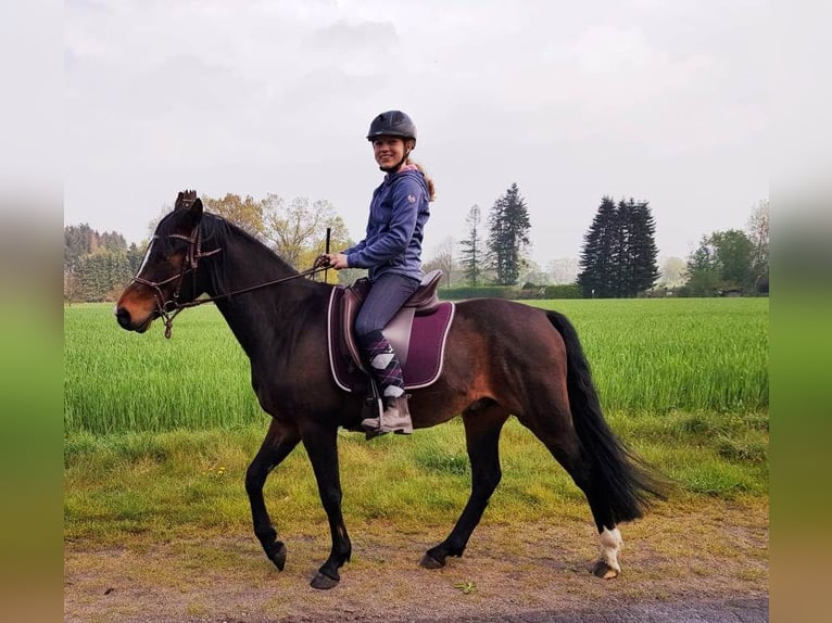 German Riding Pony Gelding 9 years 14,2 hh Brown in Wittingen