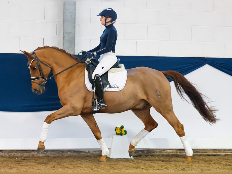 German Riding Pony Gelding 9 years 14,2 hh Chestnut-Red in Marsberg