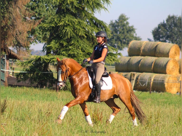 German Riding Pony Gelding 9 years 14,2 hh Chestnut-Red in Tönisvorst