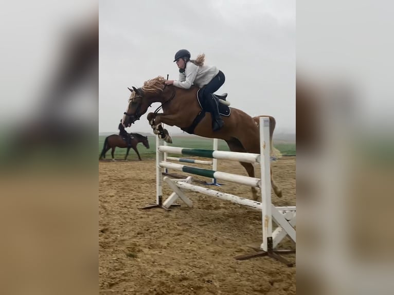 German Riding Pony Gelding 9 years 14,2 hh Chestnut-Red in Brahmenau