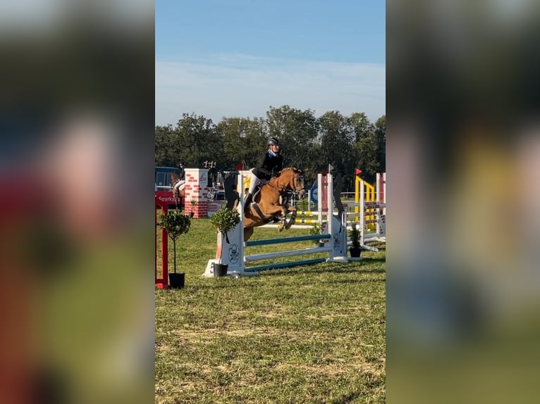 German Riding Pony Gelding 9 years 14,2 hh Chestnut-Red in Brahmenau