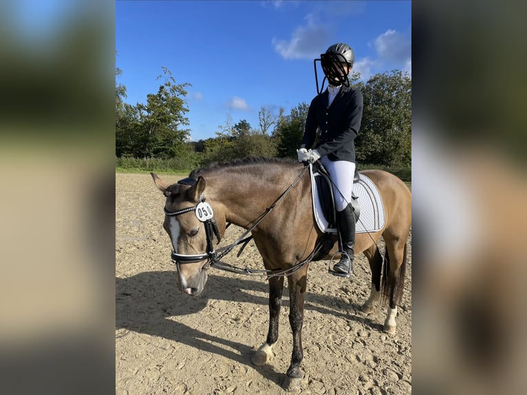 German Riding Pony Gelding 9 years 14.2 hh Dun in Wilnsdorf
