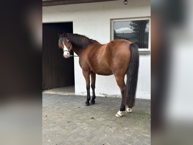 German Riding Pony Gelding 9 years 14.2 hh  in Tecklenburg